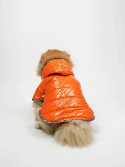 Bluza w kolorze pomarańczowym dla psa